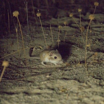 kangaroo rat