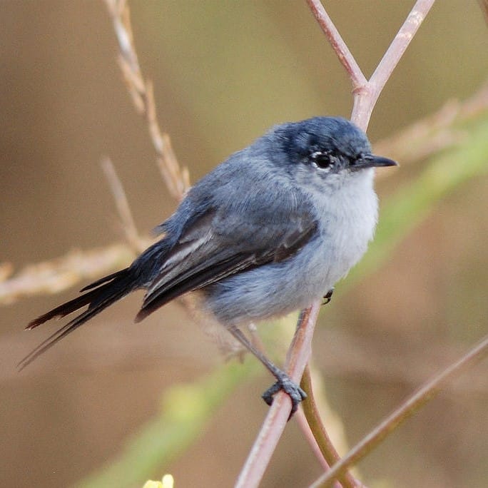 gnatcatcher