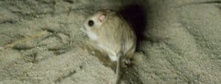 kangaroo rat